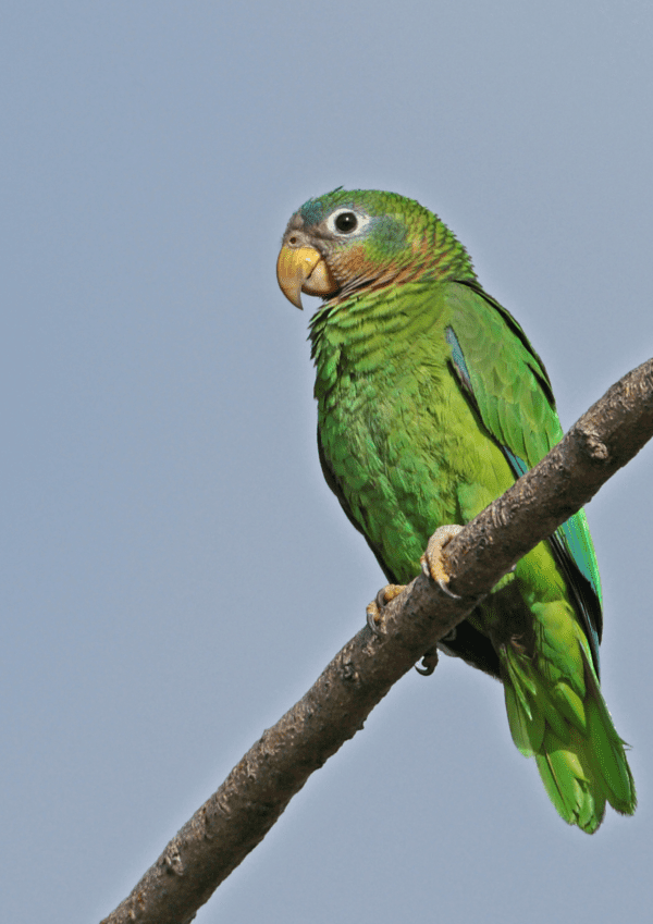 A wild Yellow-billed Amazon perches on a branch