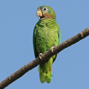 A wild Yellow-billed Amazon perches on a branch