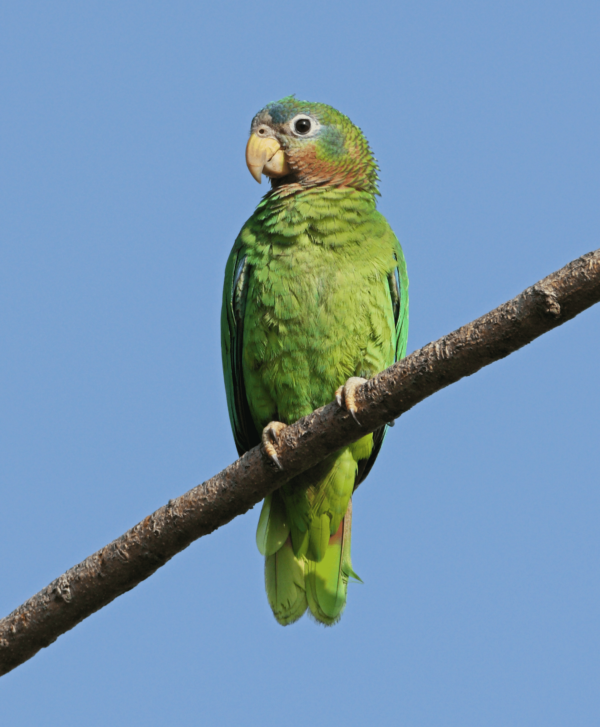 A wild Yellow-billed Amazon perches on a branch