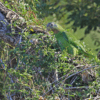 A wild Yellow-billed Amazon perches in a tree