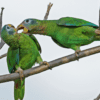 Wild Yellow-billed Amazons tussle while perched on a branch