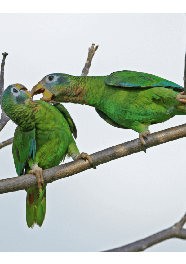 Wild Yellow-billed Amazons tussle while perched on a branch