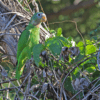 A wild Yellow-billed Amazon perches in a tree