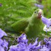 A wild Yellow-chevroned Parakeet feeds on a blossom