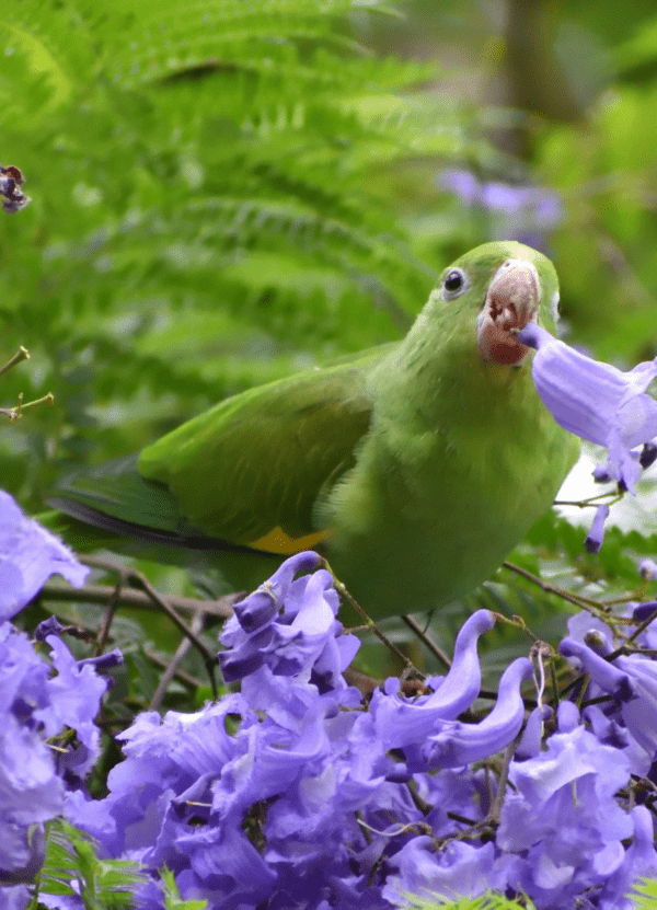 A wild Yellow-chevroned Parakeet feeds on a blossom