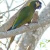 A wild Yellow-collared Macaw perches on a branch