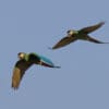 A pair of wild Yellow-collared Macaws fly in tandem