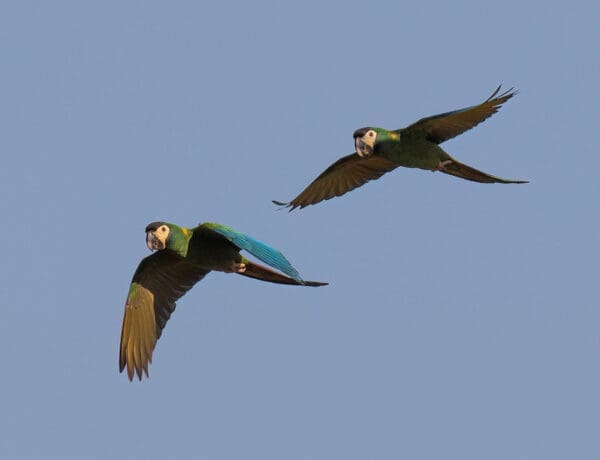 A pair of wild Yellow-collared Macaws fly in tandem