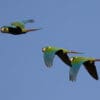 A group of wild Yellow-collared Macaws in flight