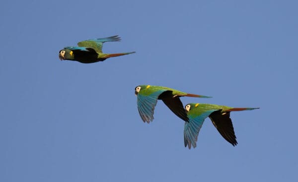 A group of wild Yellow-collared Macaws in flight