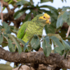 A wild Yellow-faced Parrot perches on a limb