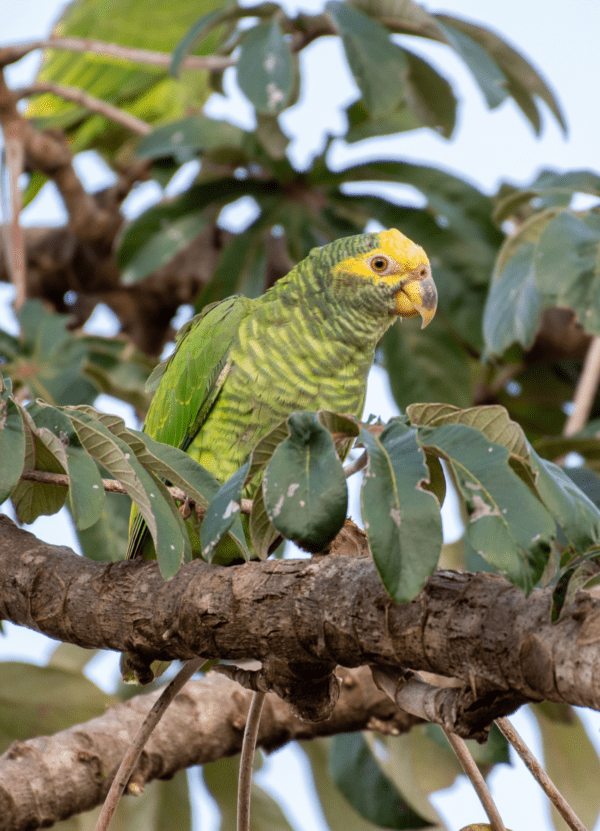 A wild Yellow-faced Parrot perches on a limb