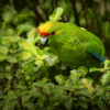 A wild Yellow-fronted Parakeet perches in a tree