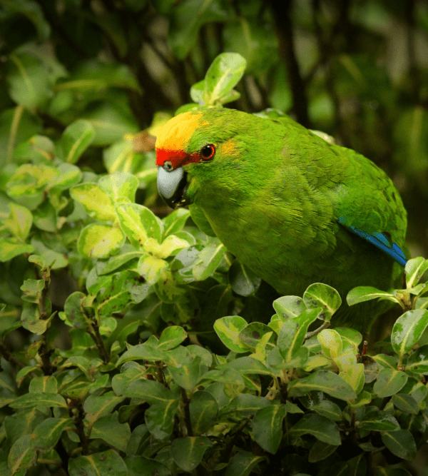 A wild Yellow-fronted Parakeet perches in a tree