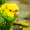 A closeup of a Yellow-headed Amazon