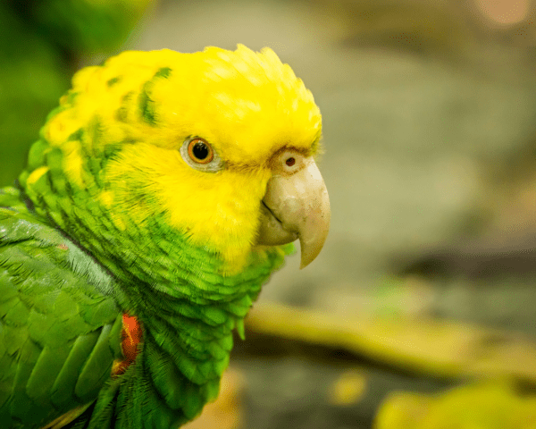 A closeup of a Yellow-headed Amazon