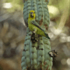 A wild Yellow-faced Parrotlet perches on a cactus