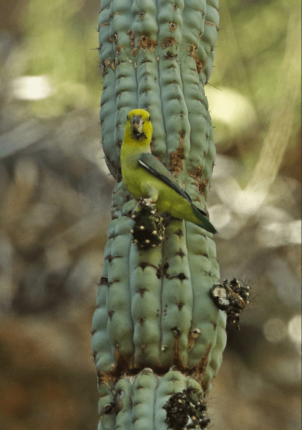 A wild Yellow-faced Parrotlet perches on a cactus