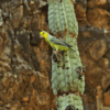 A wild Yellow-faced Parrotlet perches on a cactus