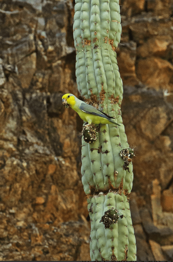 A wild Yellow-faced Parrotlet perches on a cactus