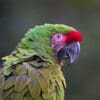 Closeup of a wild Great Green Macaw