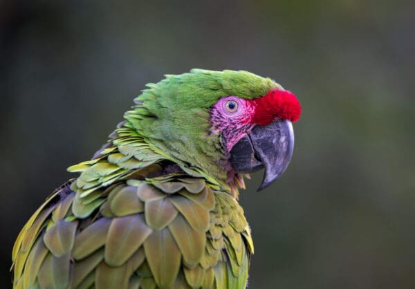 Closeup of a wild Great Green Macaw