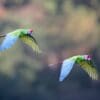 Wild Great Green Macaws fly in tandem