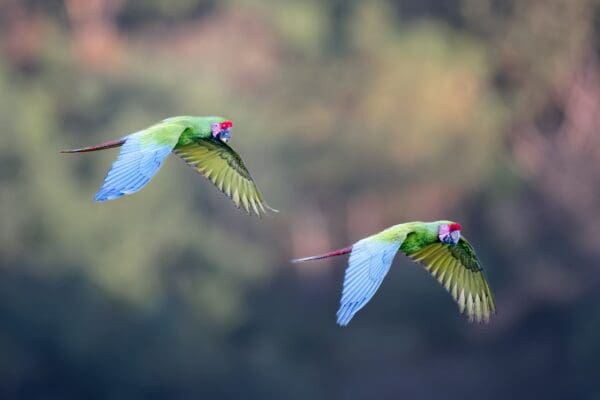 Wild Great Green Macaws fly in tandem