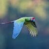 A wild Great Green Macaw flies past