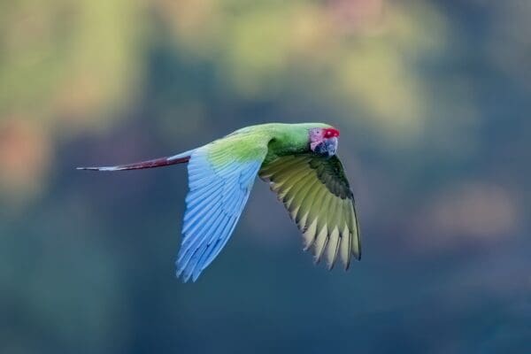 A wild Great Green Macaw flies past