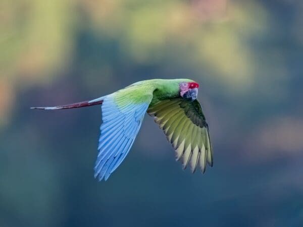 Great Green Macaws: Protecting and Growing Wild Populations