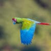 A wild Great Green Macaw flies past