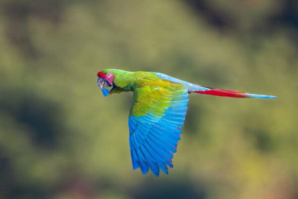 A wild Great Green Macaw flies past