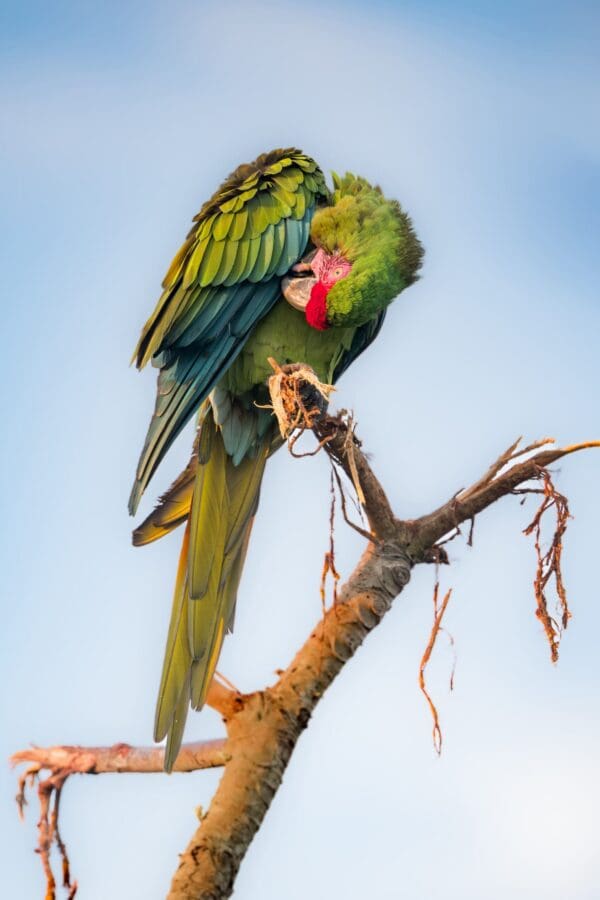 A wild Great Green Macaw preens under its wing