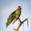 A wild Great Green Macaw stretches its wing