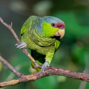 A wild Lilac-crowned Amazon perches on a branch