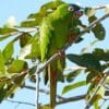 A wild Blue-crowned Conure feeds on a fruit