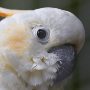 Closeup profile of a companion Citron-crested Cockatoo