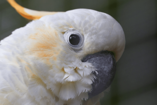 Closeup profile of a companion Citron-crested Cockatoo