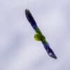 A wild Orange-bellied Parrot glides in the sky