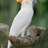 A Citron-crested Cockatoo perches on a log