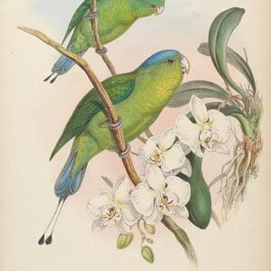 An illustration depicts Mindoro Racquet-tailed Parrots