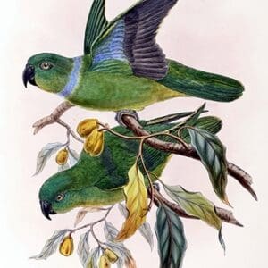 An illustration depicts Blue-collared Parrots