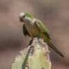 A wild Cliff Parakeet perches on a cactus