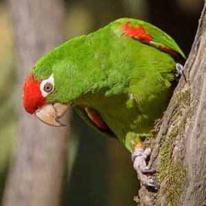 A Cordilleran Conure perches on a tree