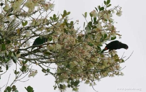 Wild melanistic Stella's Lories perch in a tree