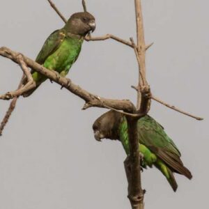 A wild Meyer's Parrot, left, and a Niam-niam Parrot, right, perch in a tree