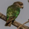 A wild Niam-naim Parrot perches on a branch