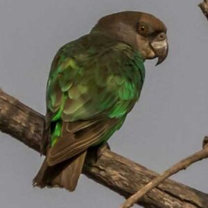 A wild Niam-naim Parrot perches on a branch