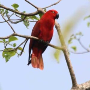 A wild female Sumba Eclectus perches on a limb